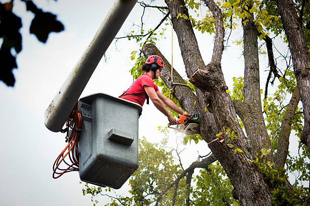 Hauser, ID Tree Removal and Landscaping Services Company